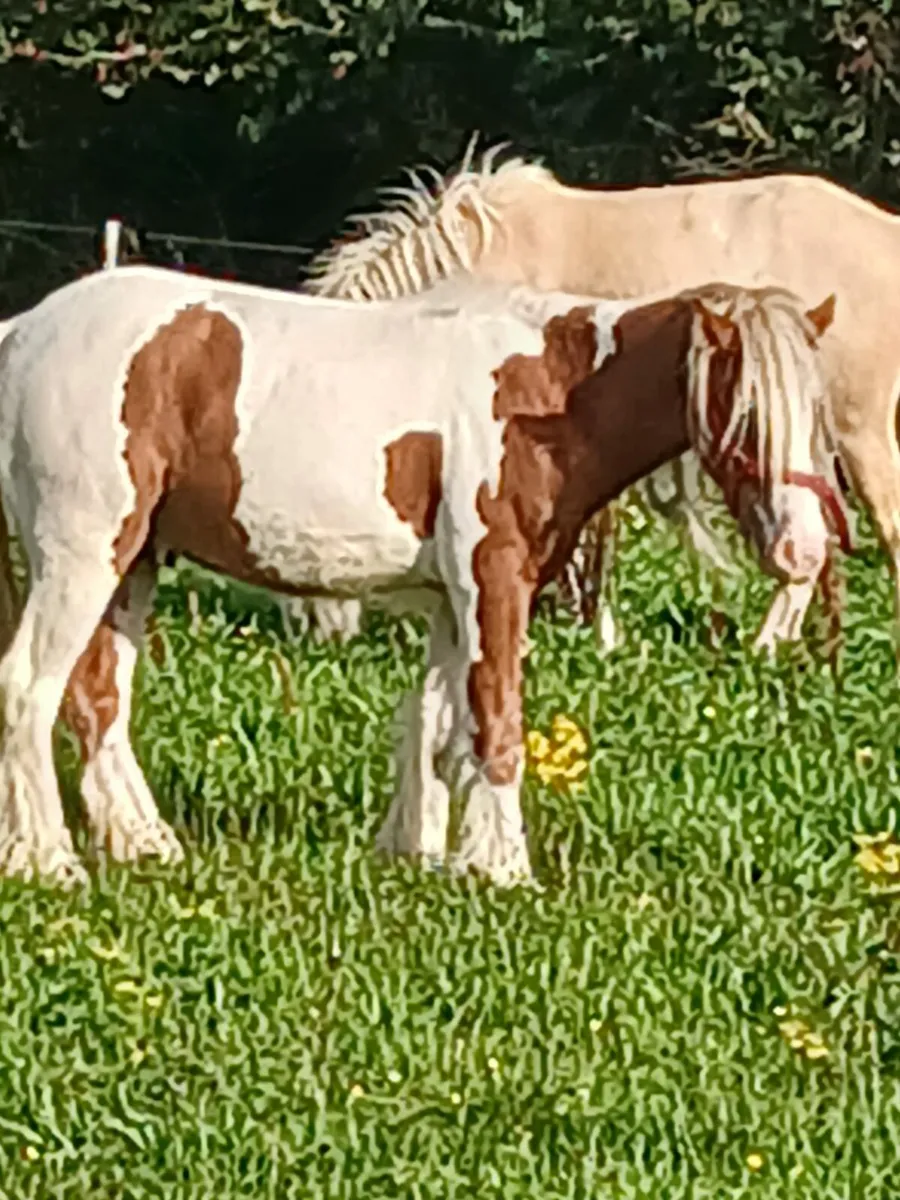 2 Yr old geldings.....well handled... - Image 2