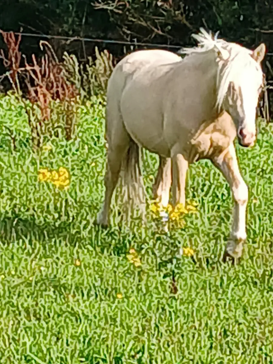 2 Yr old geldings.....well handled... - Image 1