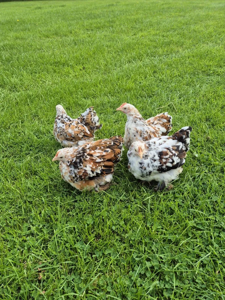 Hens chicks ducks - Image 4