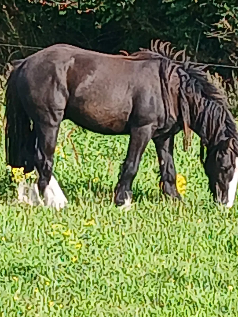 2 Yr old geldings.....well handled... - Image 3