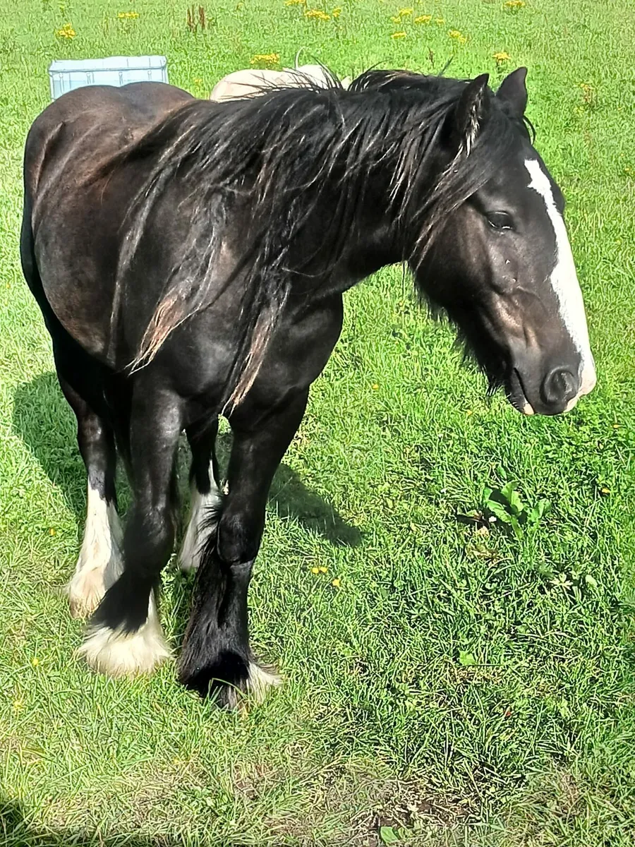 2 Yr old geldings.....well handled...passported - Image 4