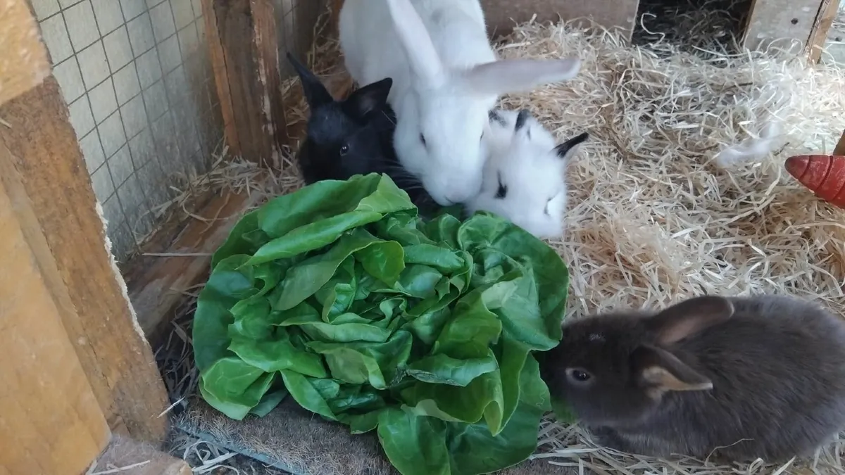 Rabbit - Image 2