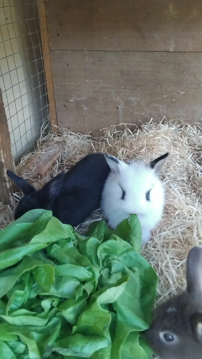 Rabbit - Image 3