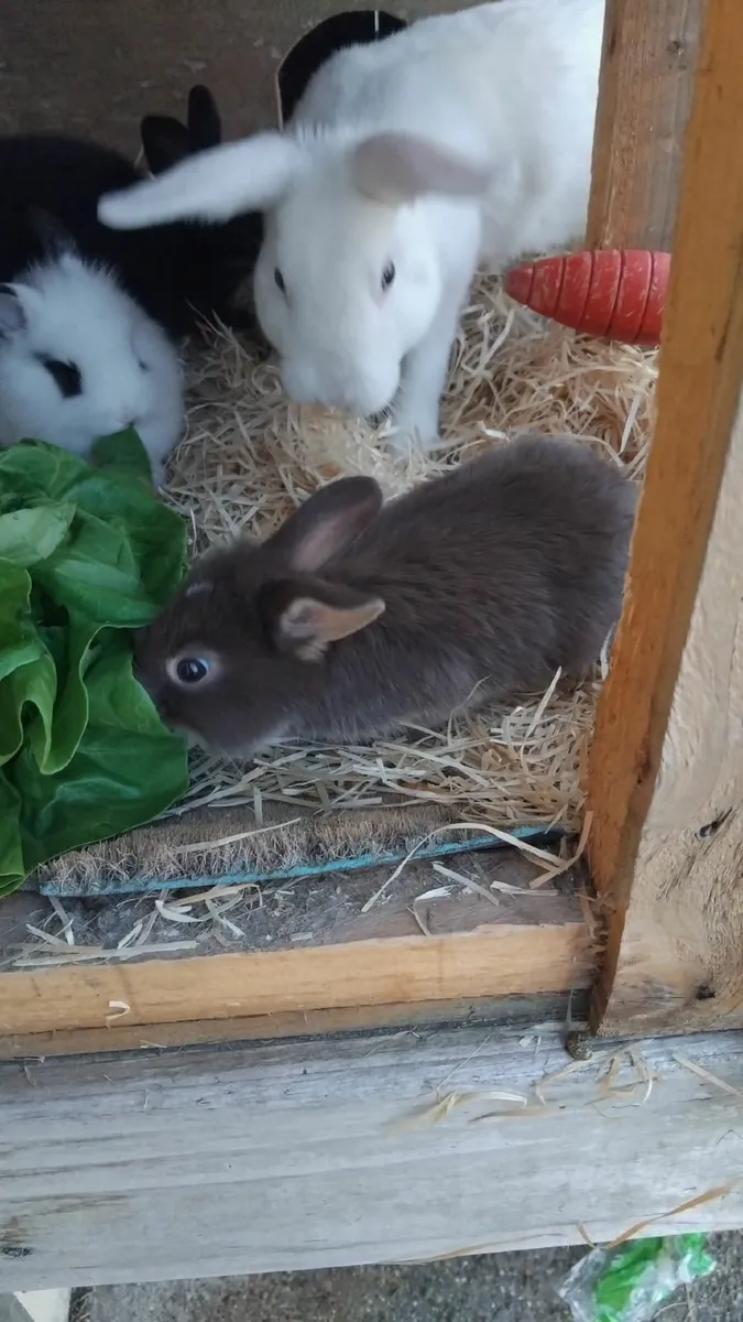 Rabbit - Image 4