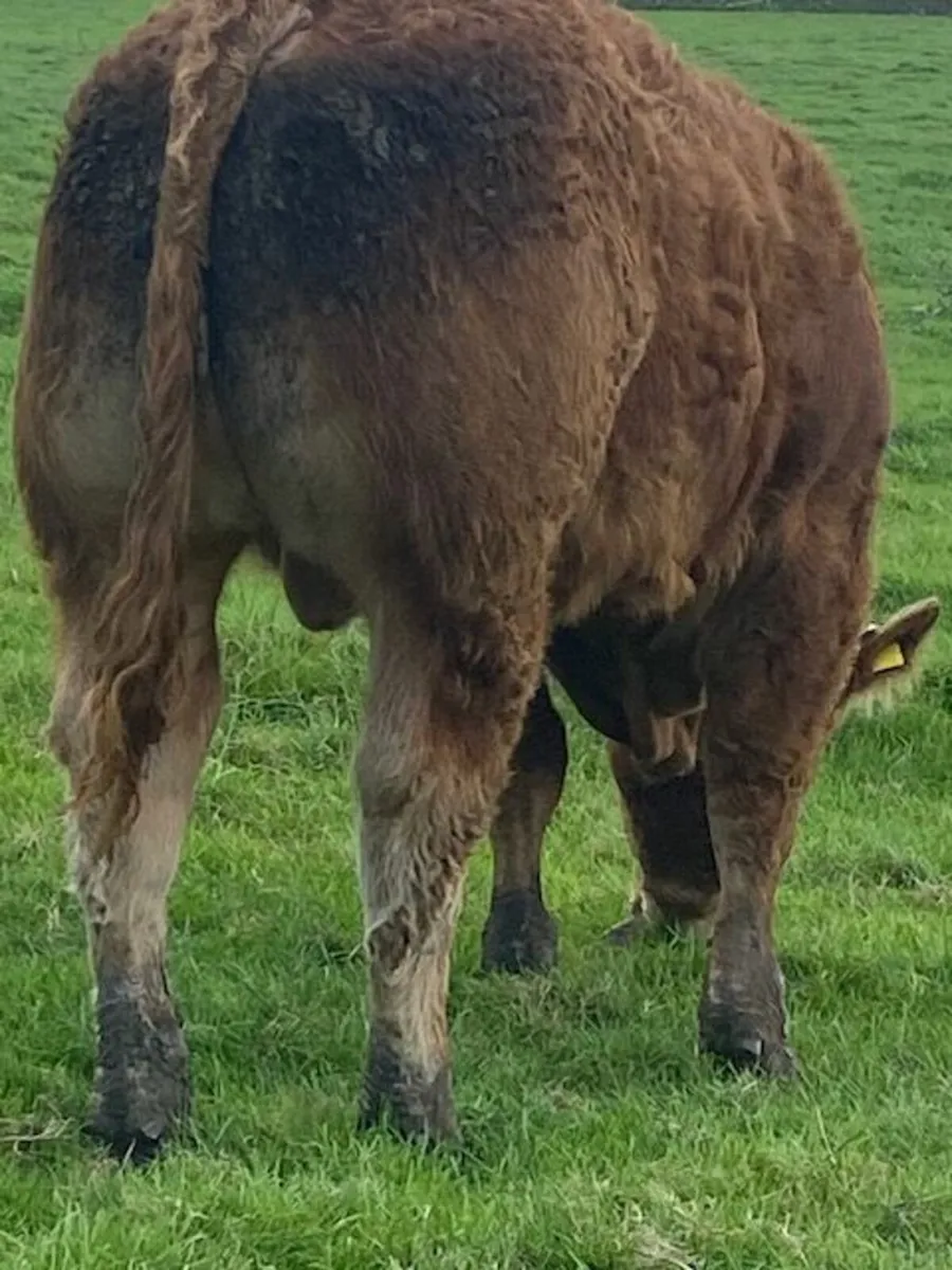AI bred, Pedigree Limousin Bull - Image 4