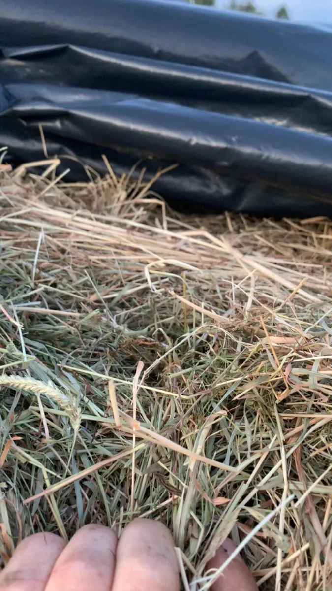 Silage for sale,square bales of hay,all top feed - Image 1