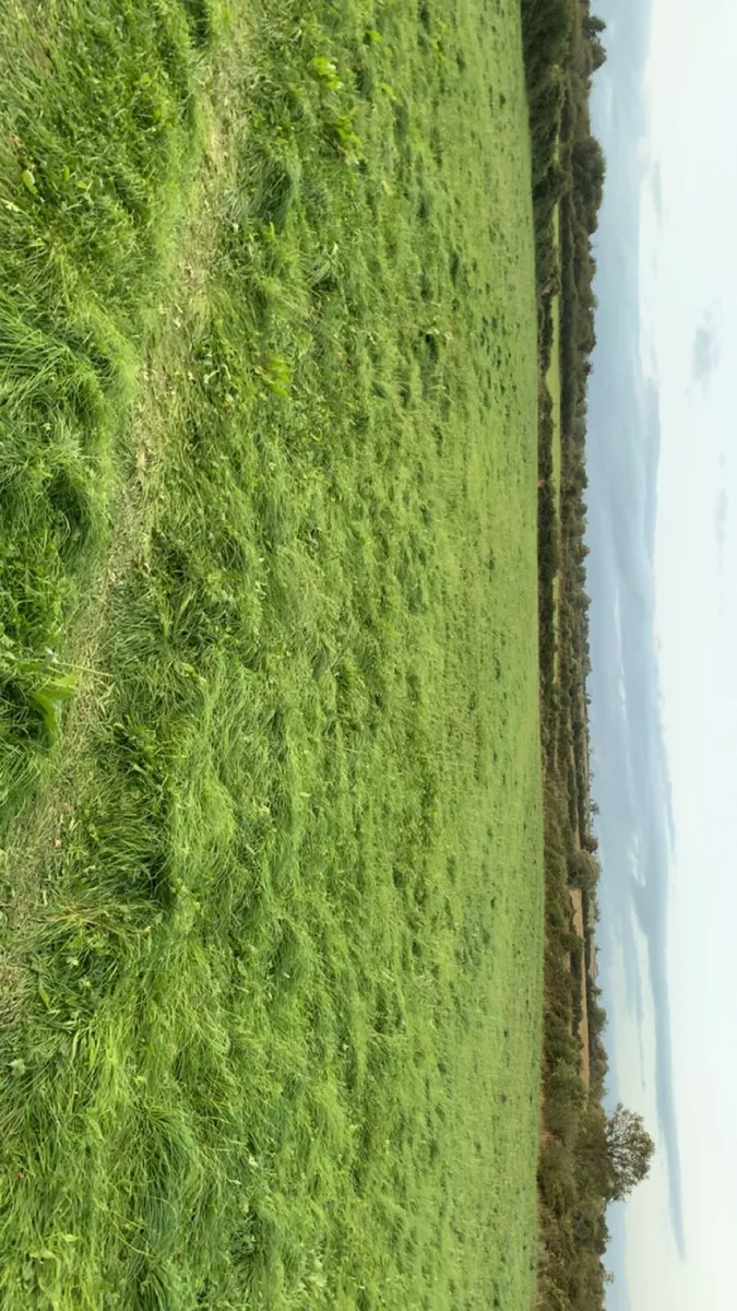 Silage for sale,square bales of hay,all top feed - Image 2