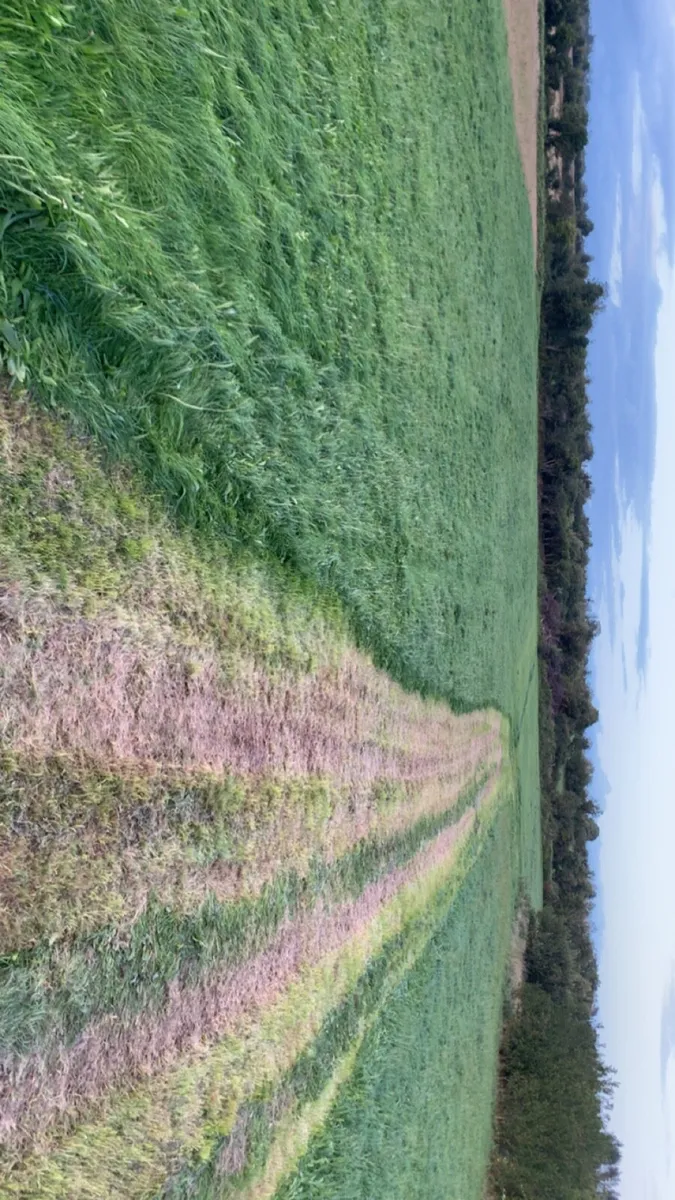 Silage for sale,square bales of hay,all top feed - Image 3