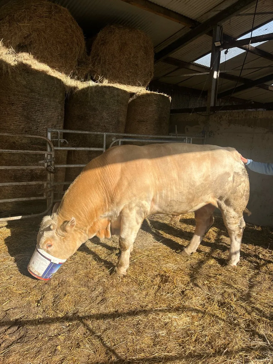 Pedigrees Charolais Bull - Image 1