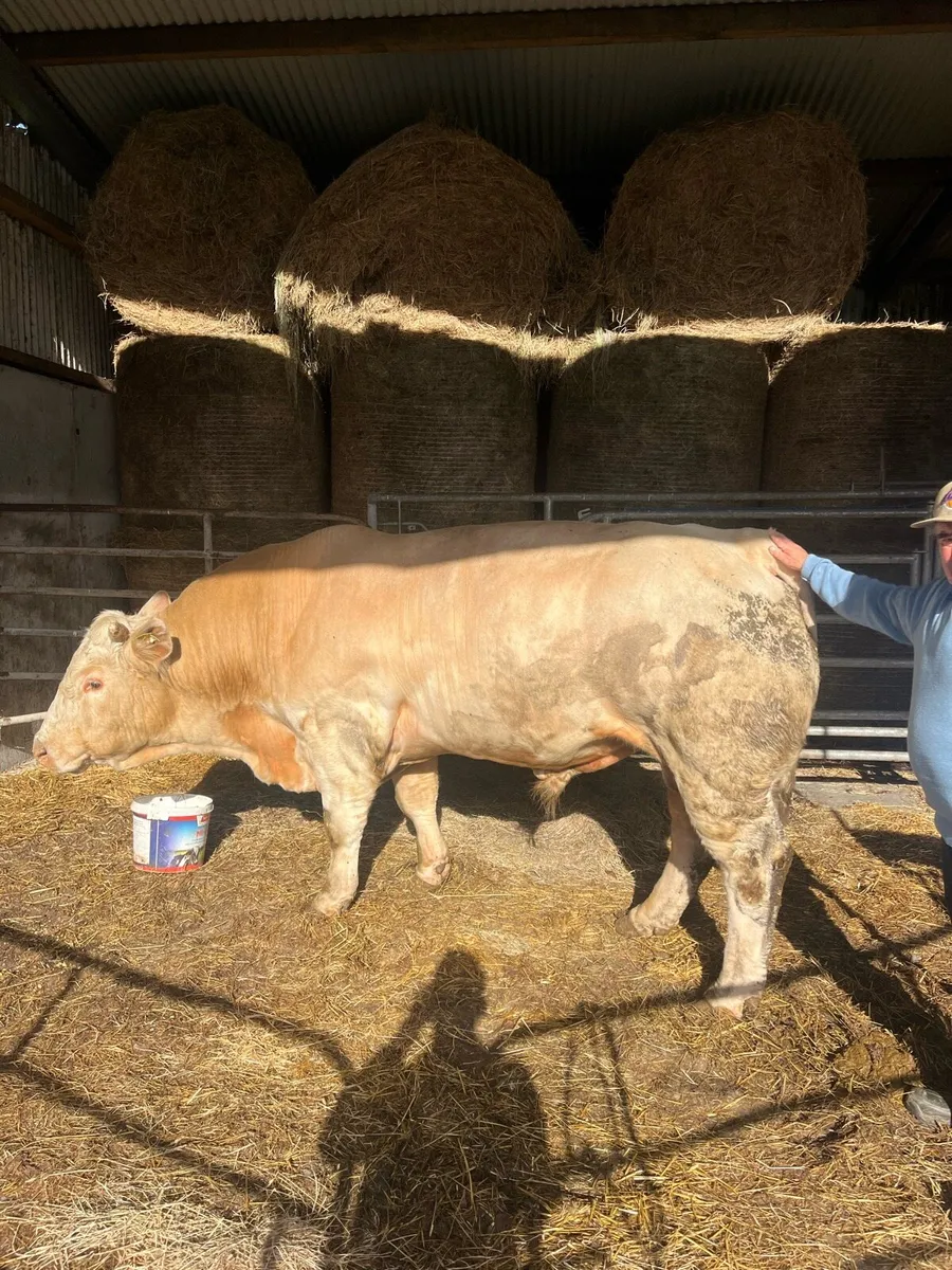 Pedigrees Charolais Bull - Image 2
