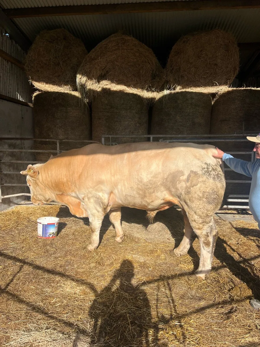 Pedigrees Charolais Bull - Image 3
