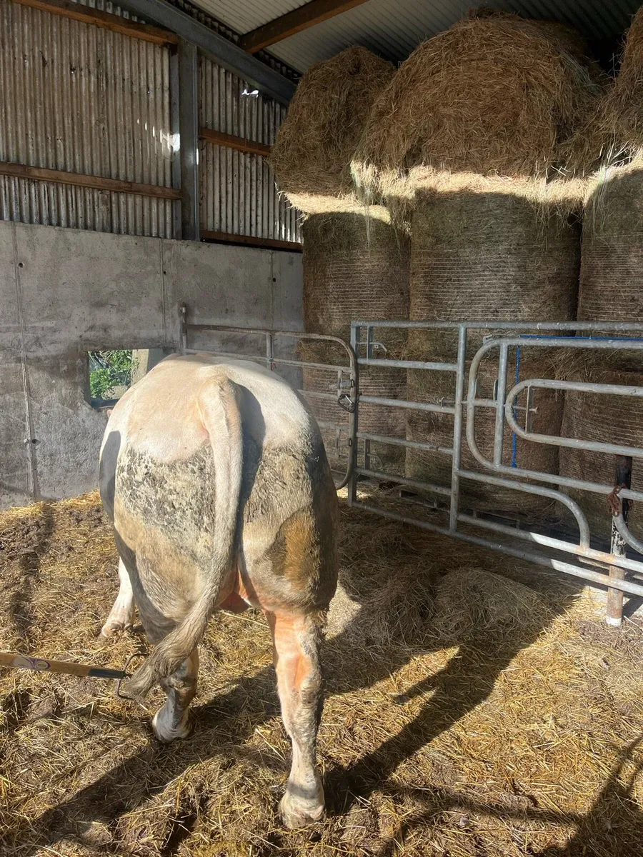 Pedigrees Charolais Bull - Image 4