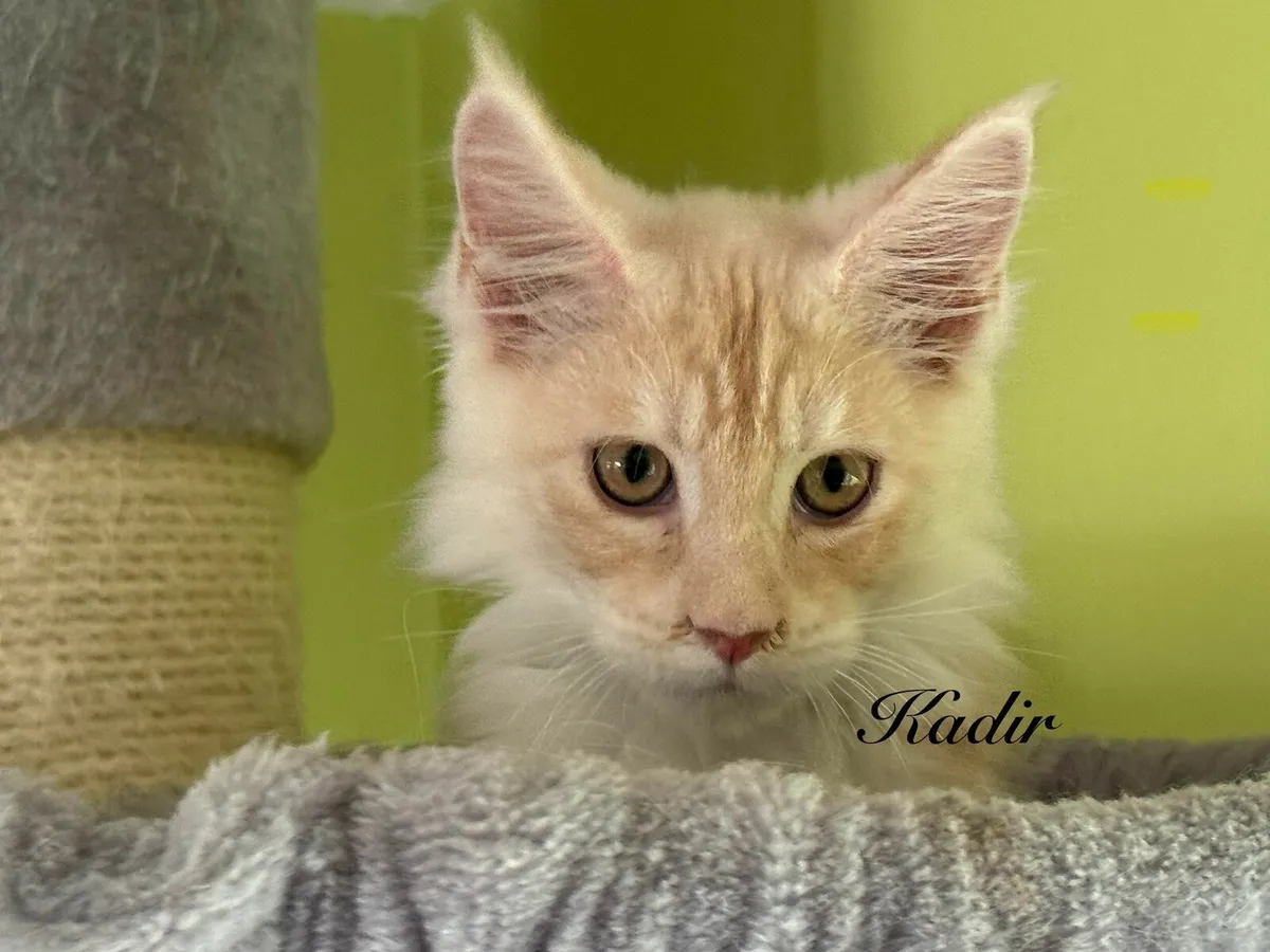 Purebred Maine Coon kittens - Image 1