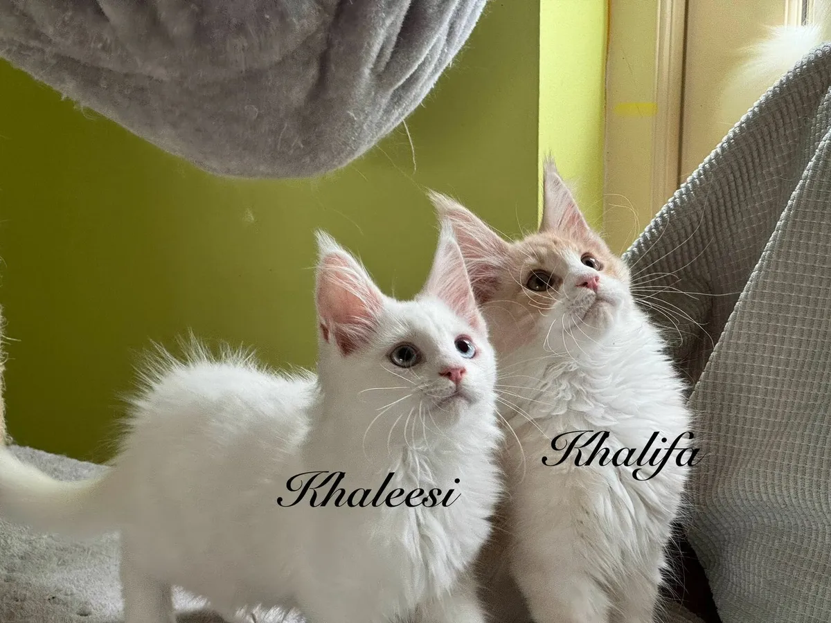 Purebred Maine Coon kittens - Image 2
