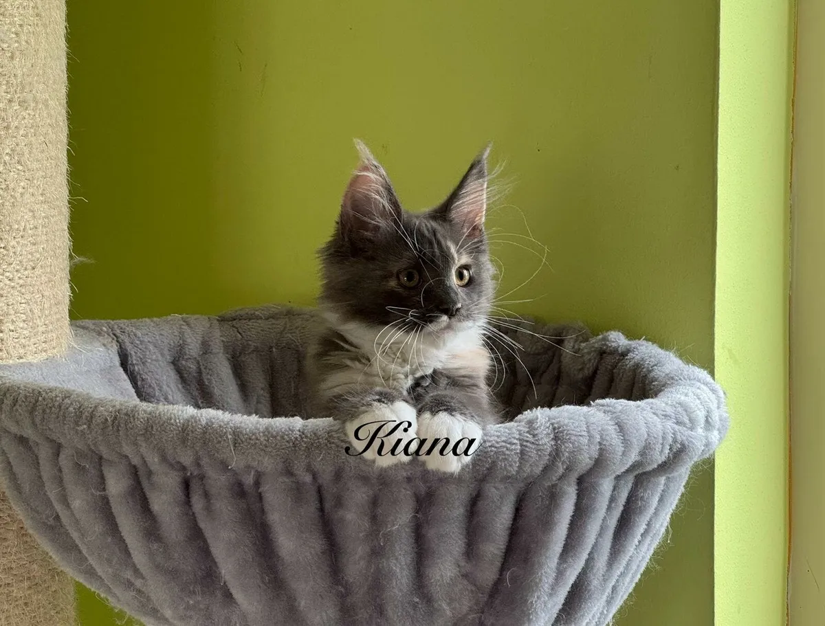 Purebred Maine Coon kittens - Image 3
