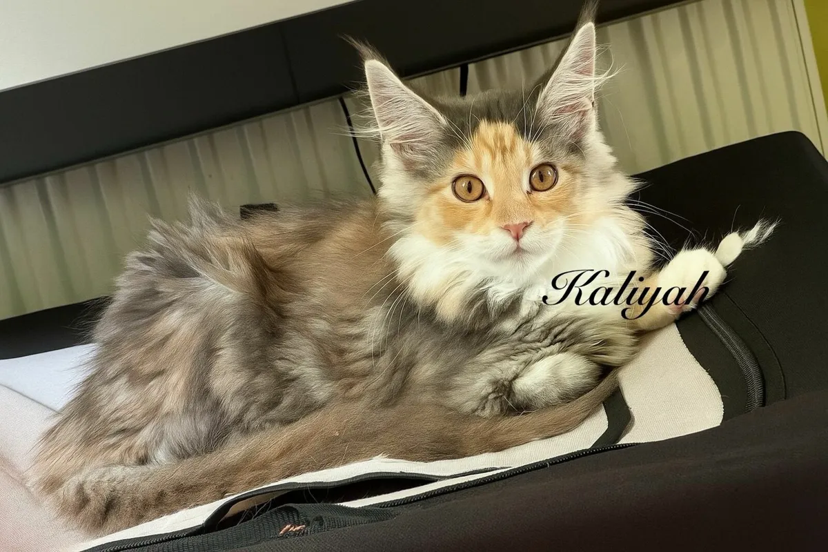 Purebred Maine Coon kittens - Image 4