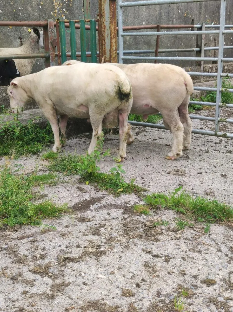 Dorset stock rams - Image 1