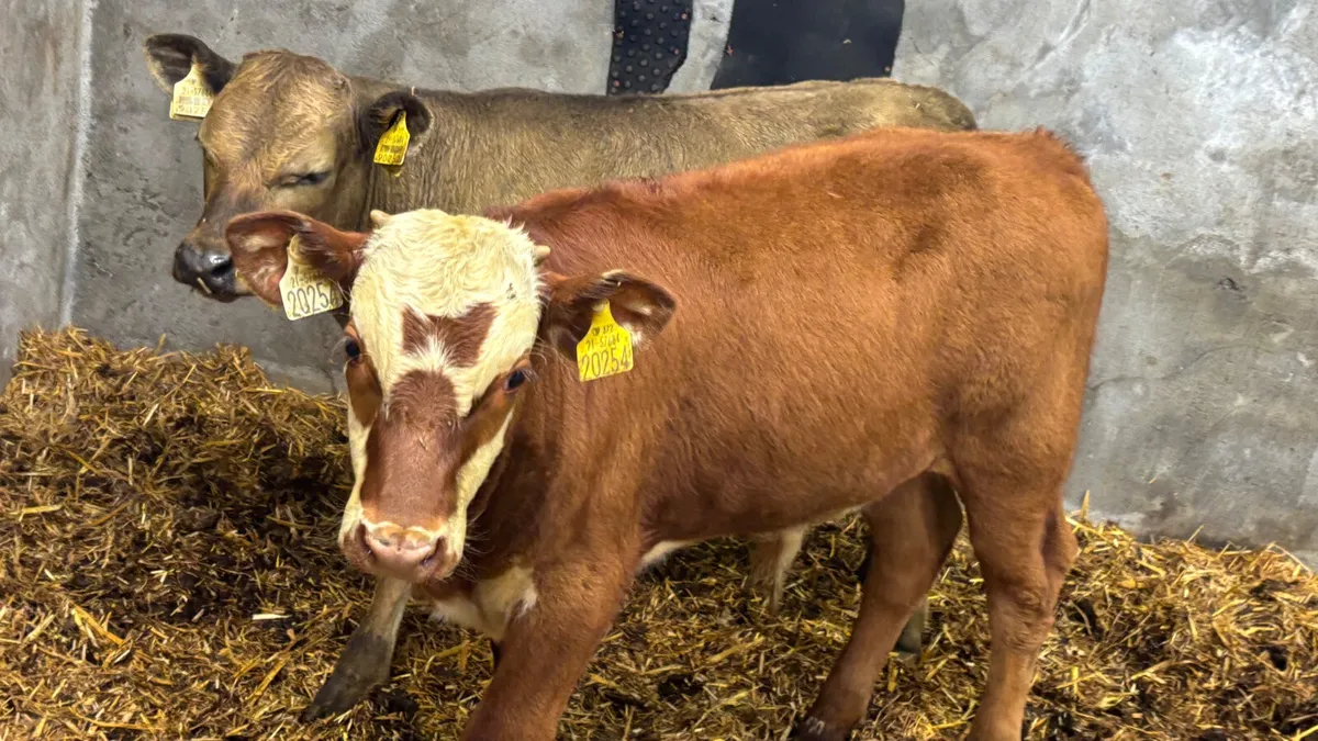 2 Suckler Bred Bull Runners - Image 3