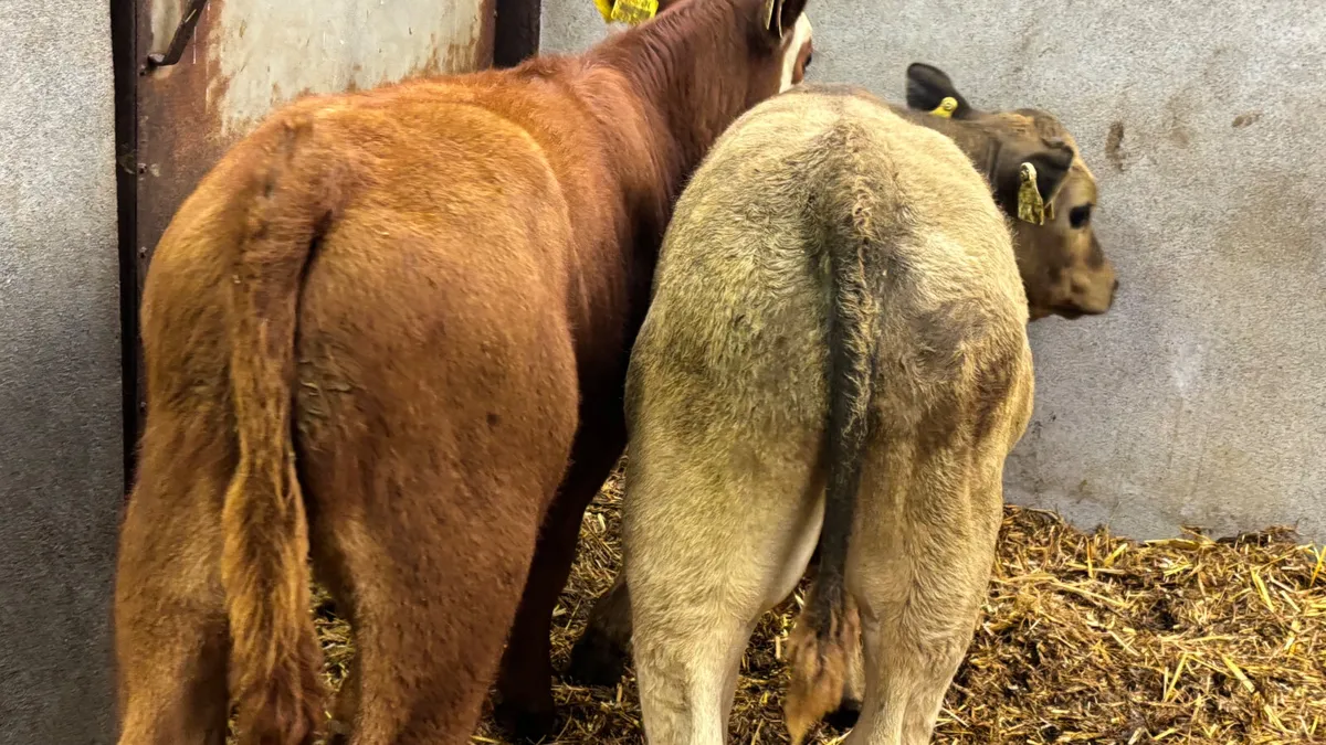 2 Suckler Bred Bull Runners - Image 2