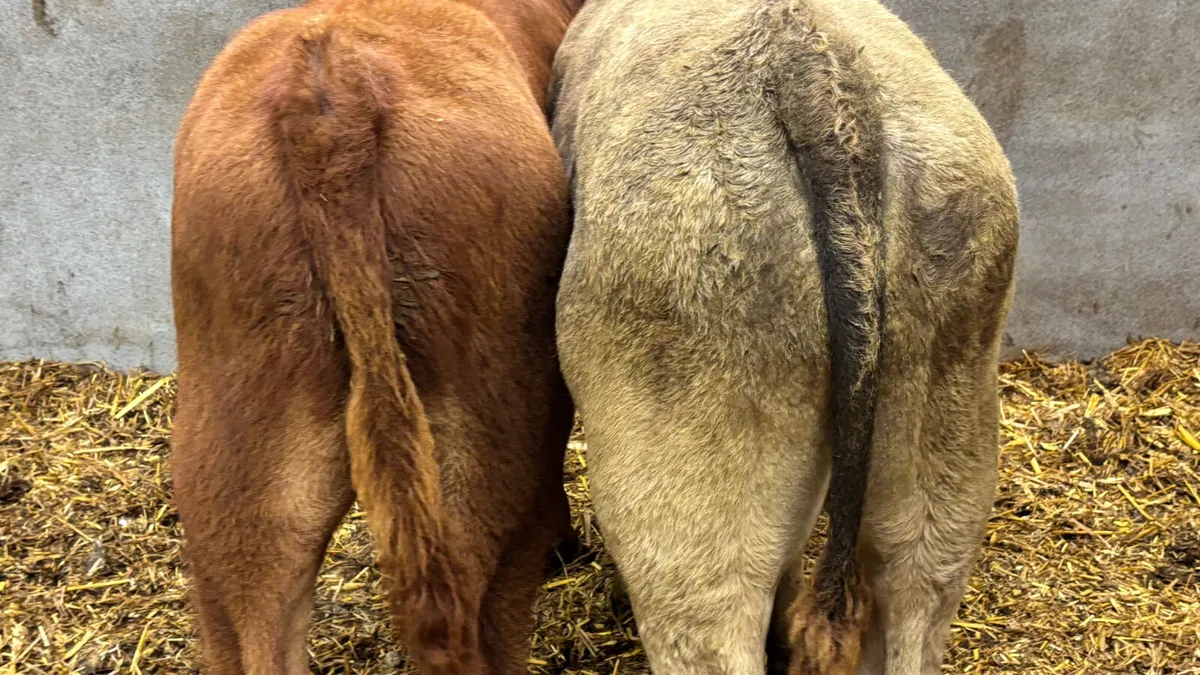 2 Suckler Bred Bull Runners - Image 4