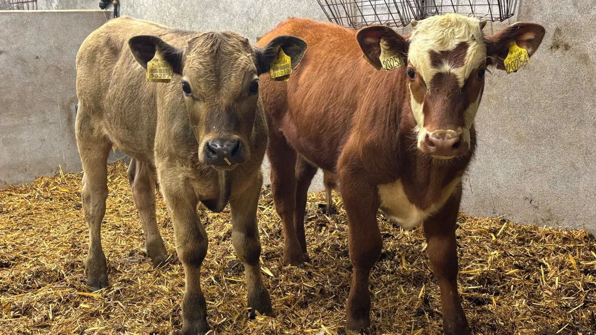 2 Suckler Bred Bull Runners - Image 1