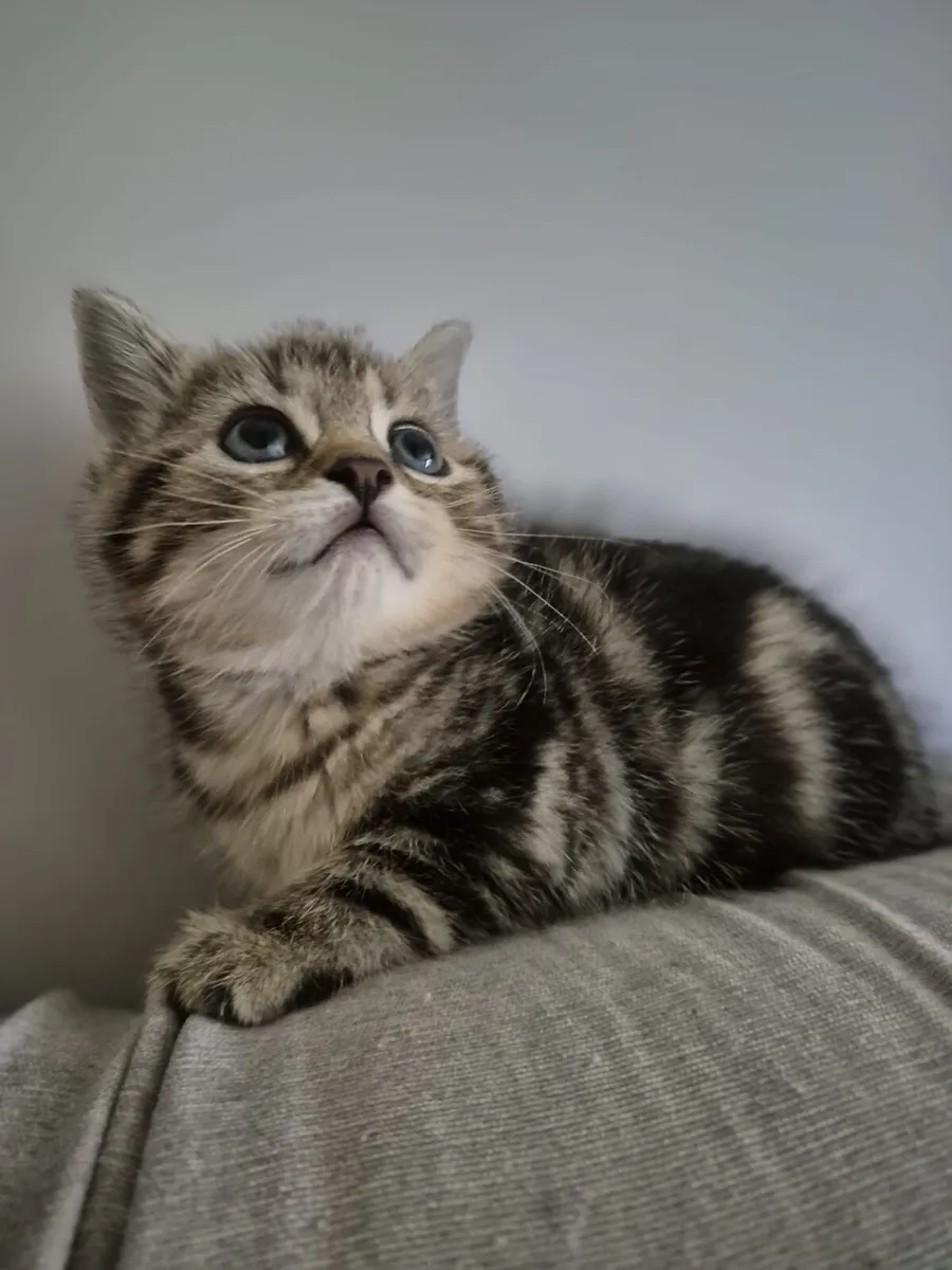 Scottish Fold and Straight tabby kittens - Image 3