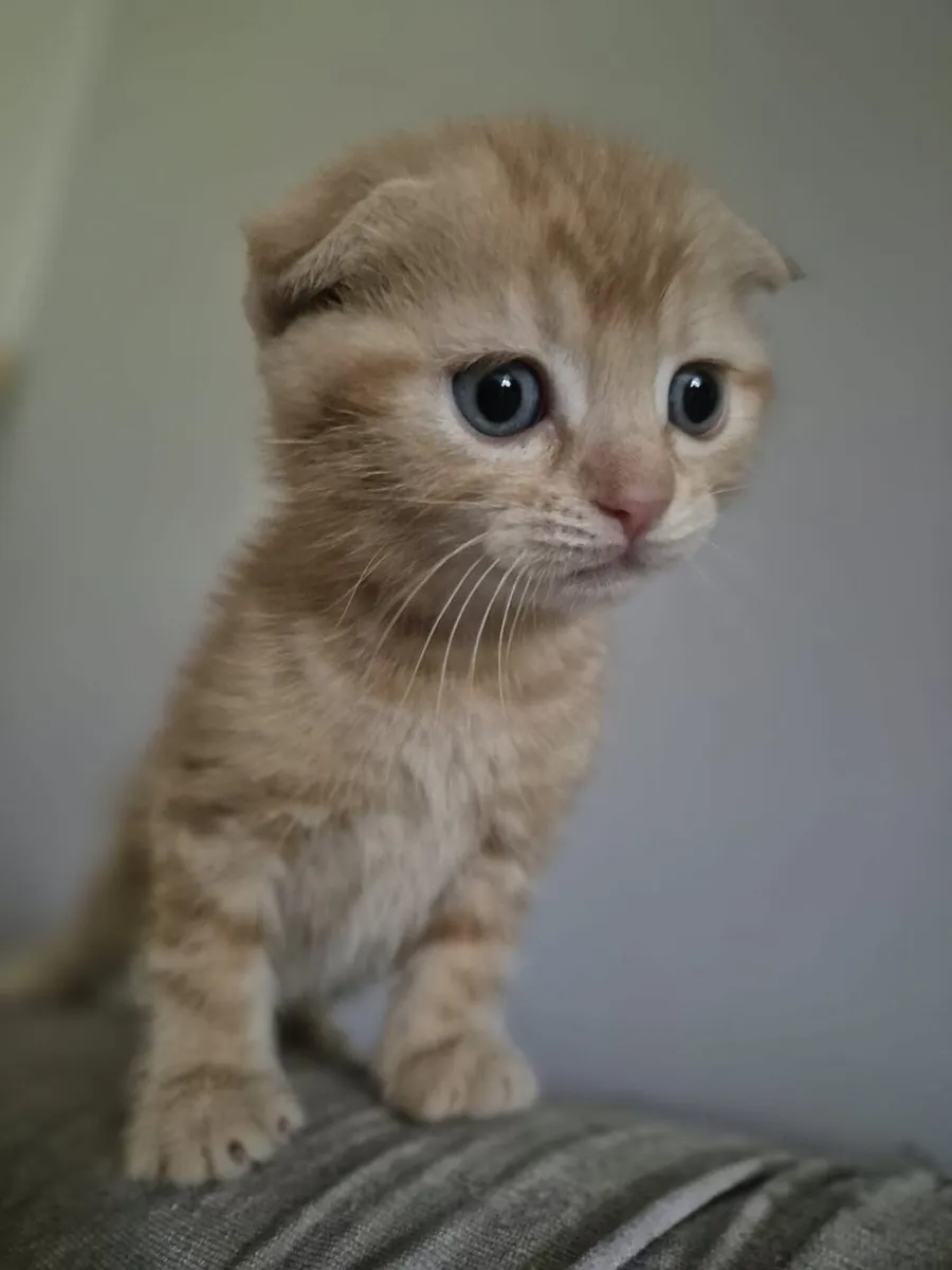 Scottish Fold and Straight tabby kittens - Image 4