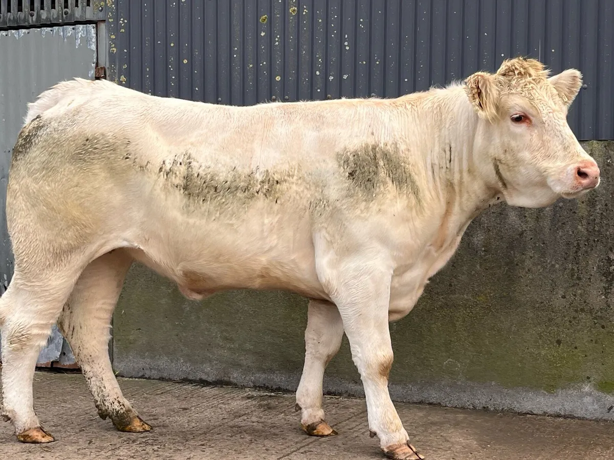 Pedigree Charolais Heifer - Image 1