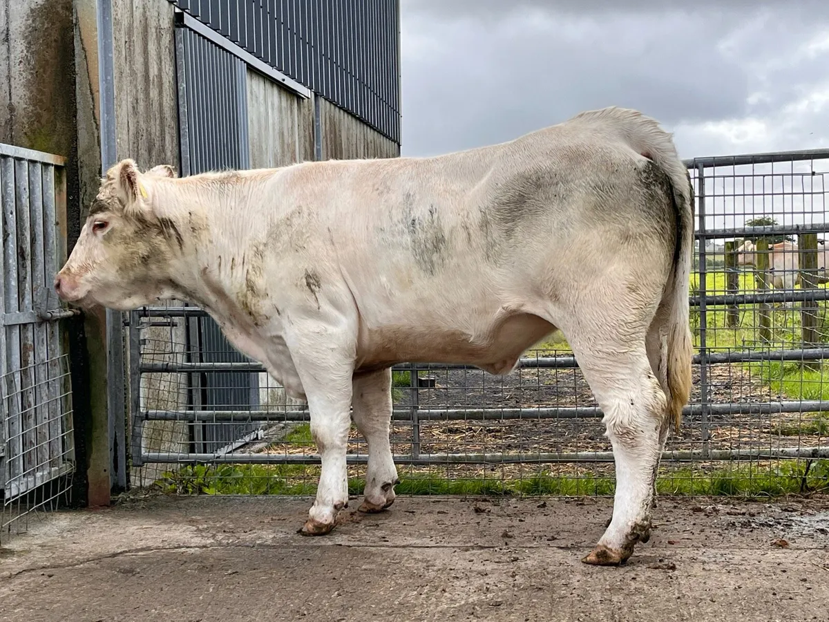 Pedigree Charolais Heifer - Image 2