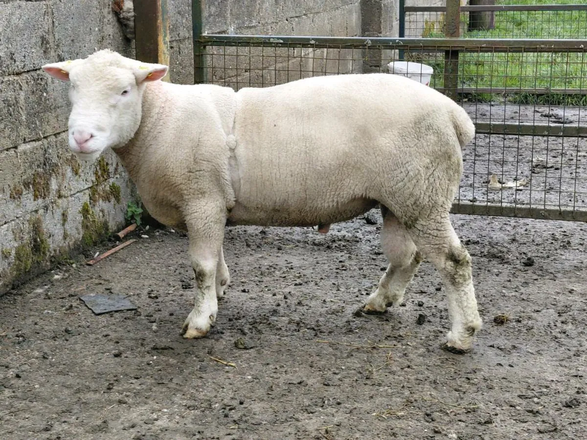 Dorset rams - Image 3