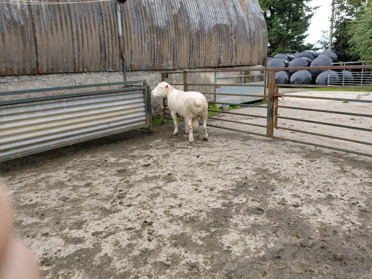 Dorset rams - Image 4