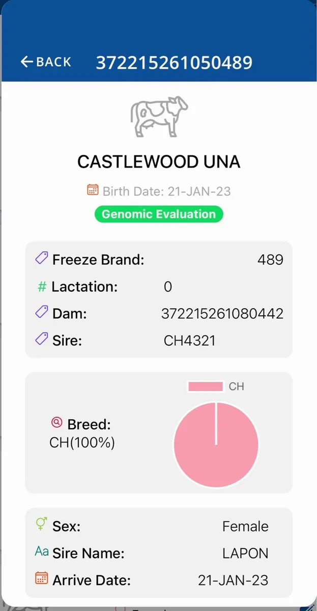 Pedigree Charolais Heifer - Image 3