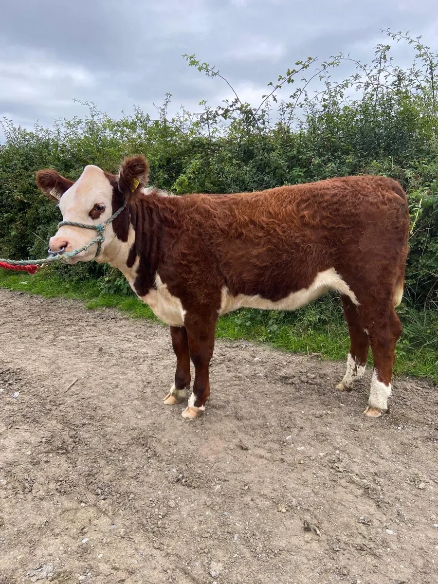 PBR Hereford heifer - Image 2