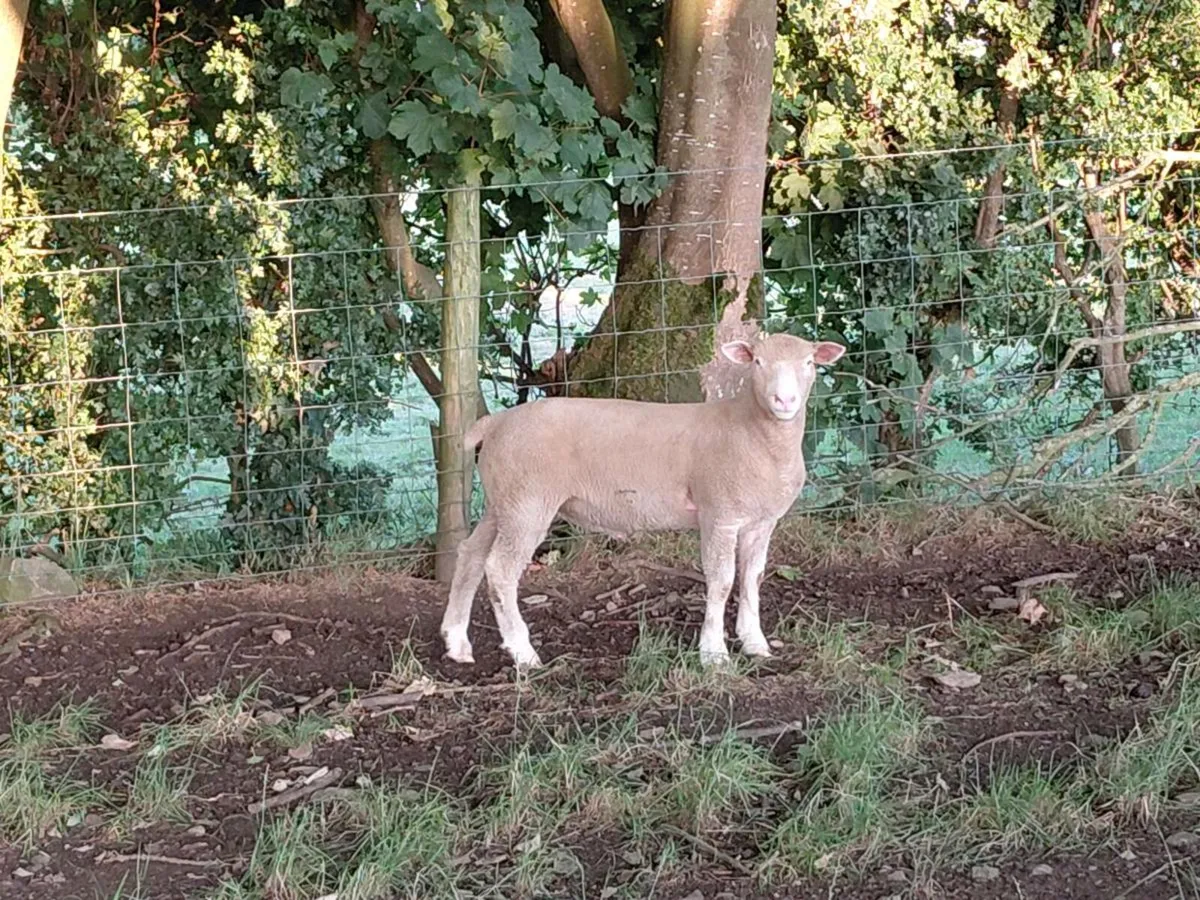 Dorset rams - Image 2