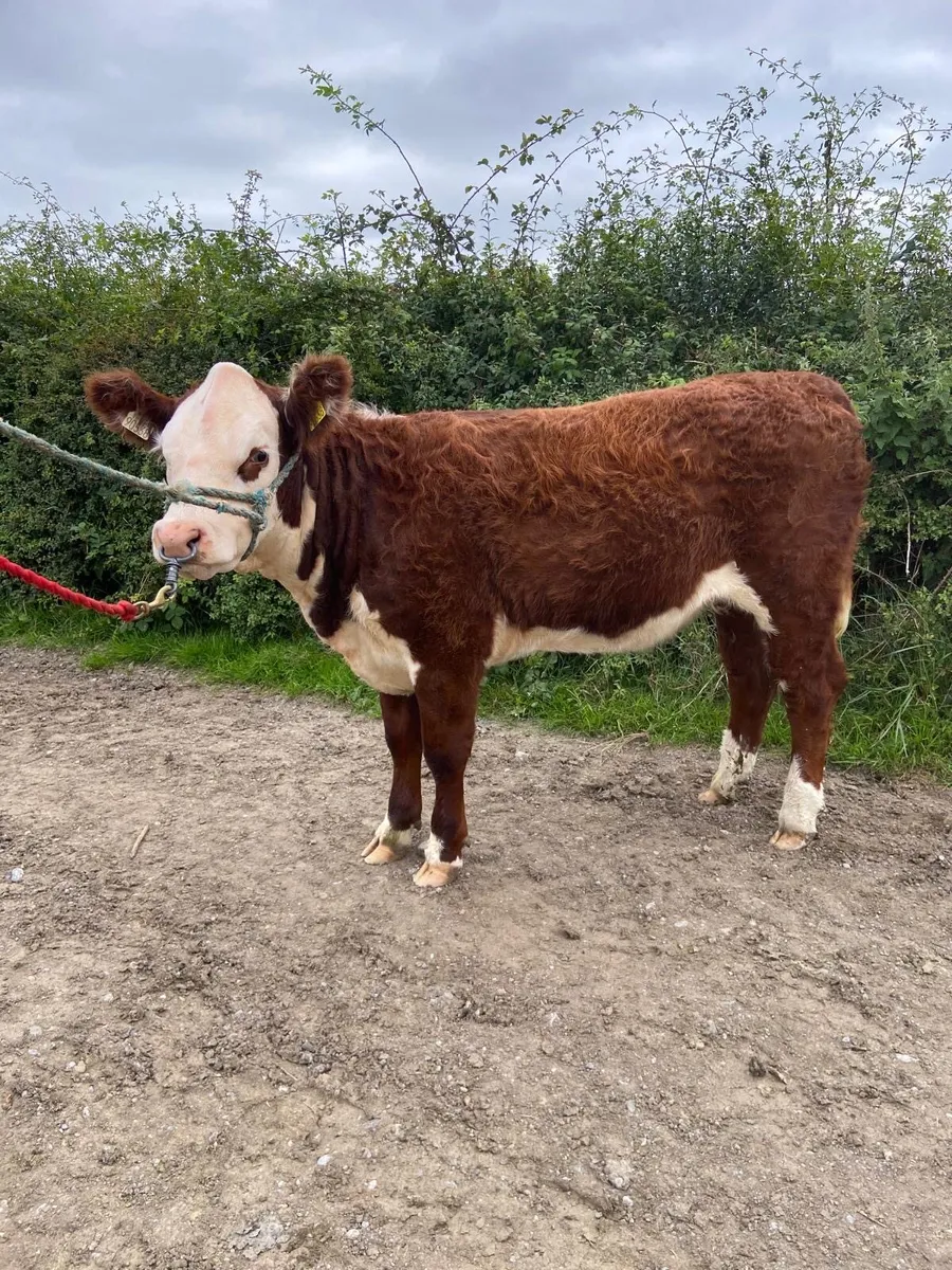 PBR Hereford heifer - Image 3