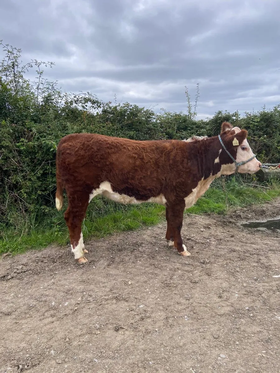 PBR Hereford heifer - Image 4