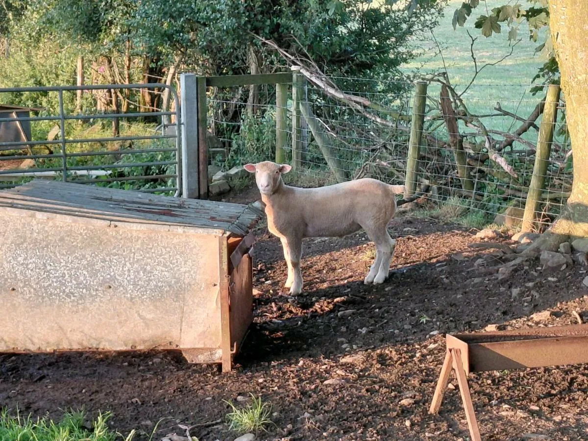Dorset rams - Image 1