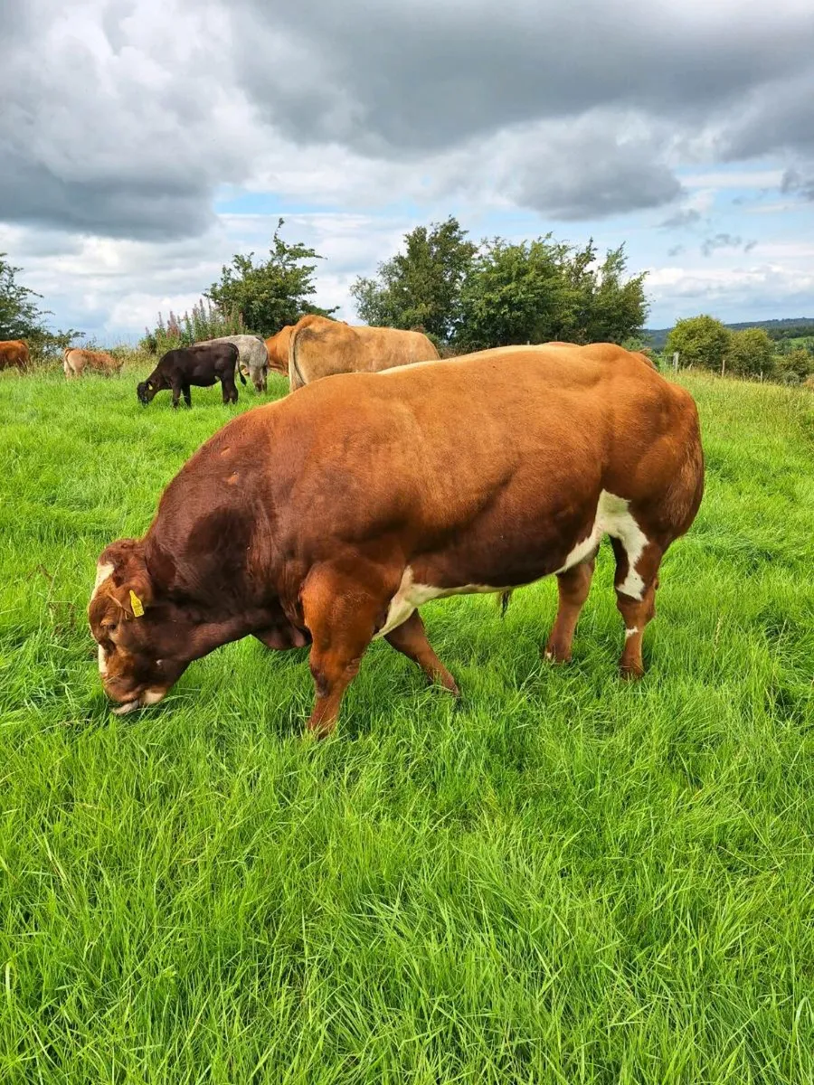 Hybrid bb bull BB7638 - Image 1