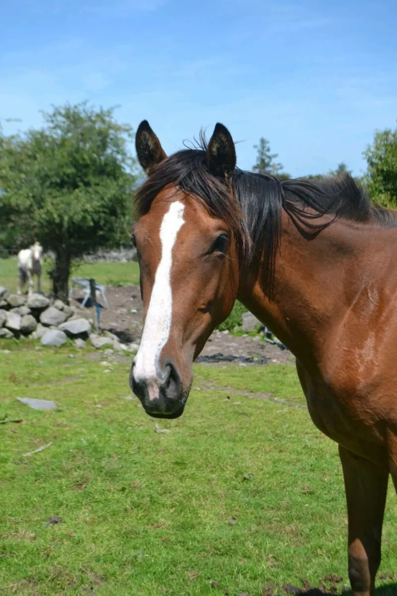 2 year old filly - Image 1