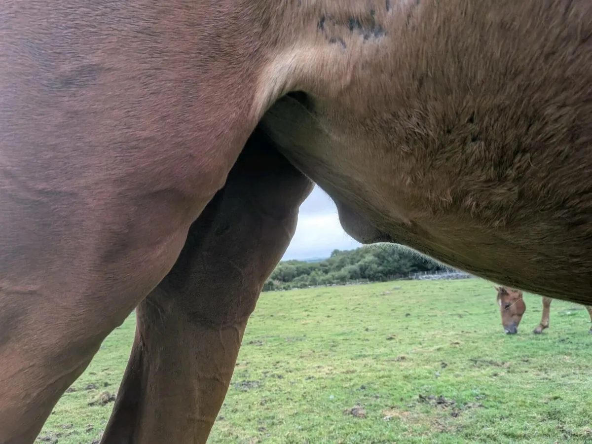 2 year old filly - Image 3