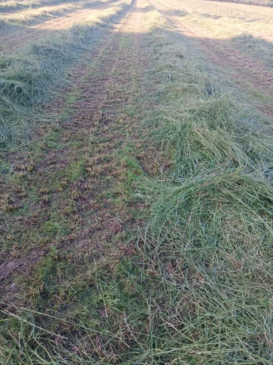 Round bales of Silage - Image 1