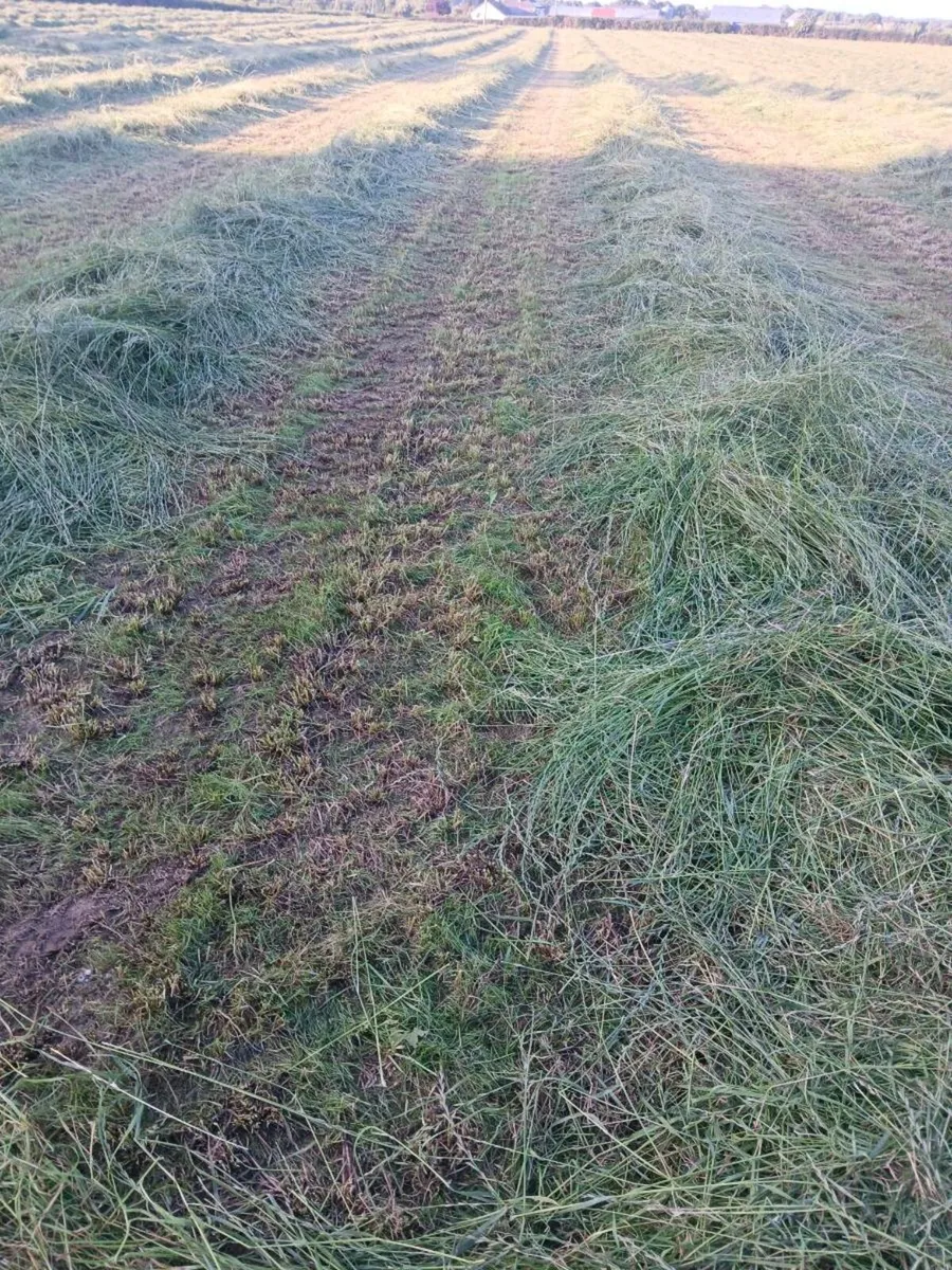 Round bales of Silage - Image 2