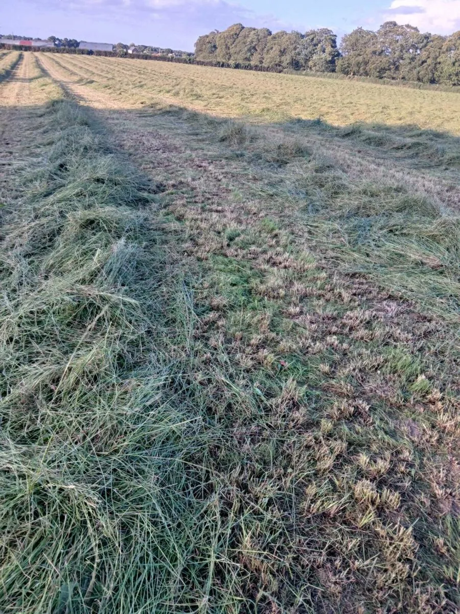 Round bales of Silage - Image 3