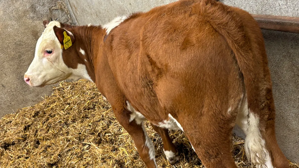 Red White Head  Heifer Runner - Image 4