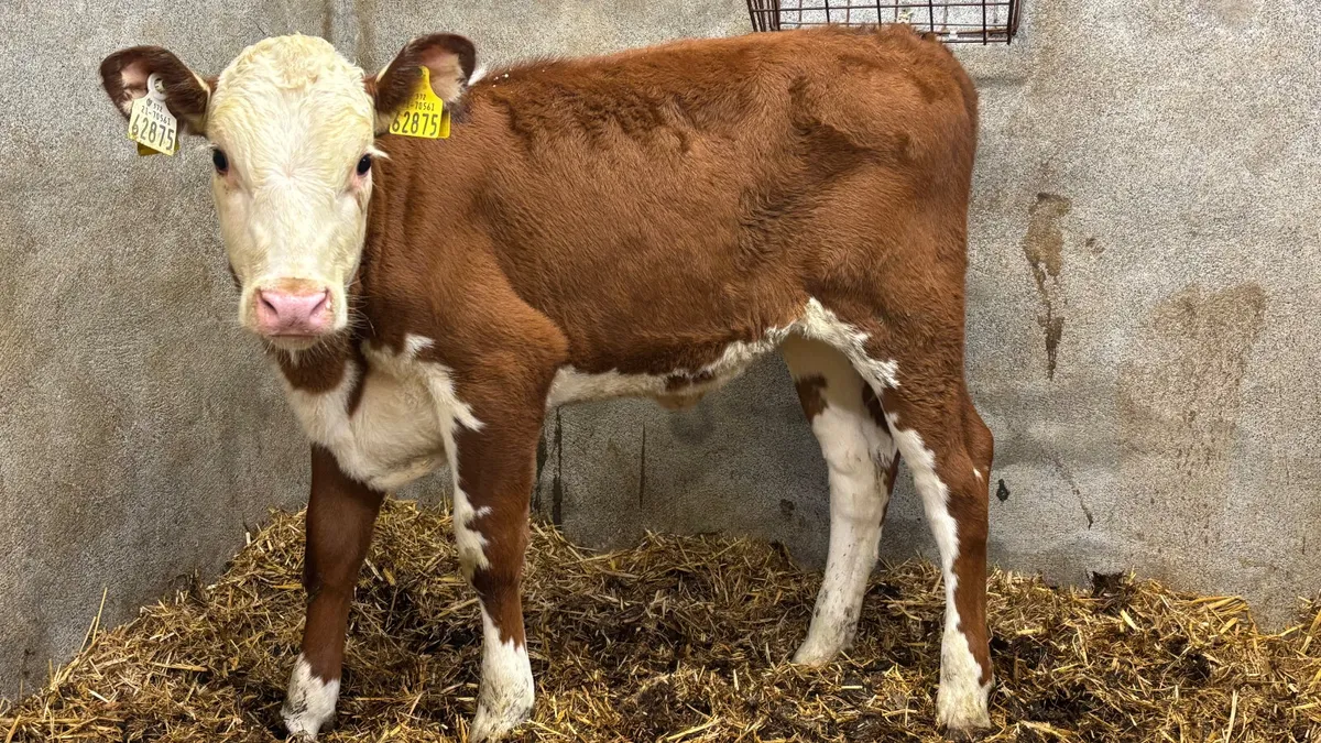 Red White Head  Heifer Runner - Image 1