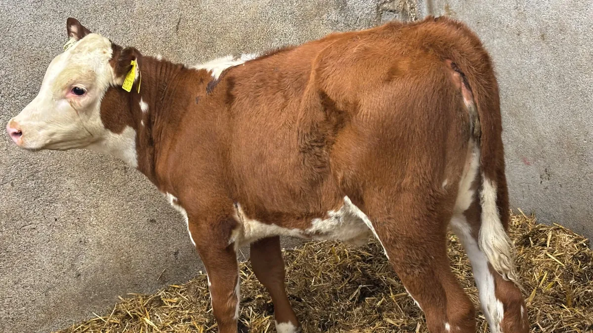 Red White Head  Heifer Runner - Image 2