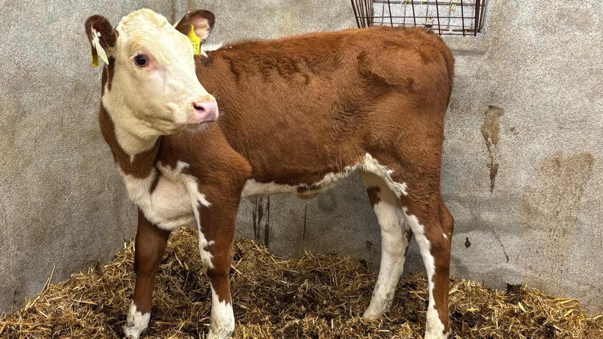 Red White Head  Heifer Runner - Image 3