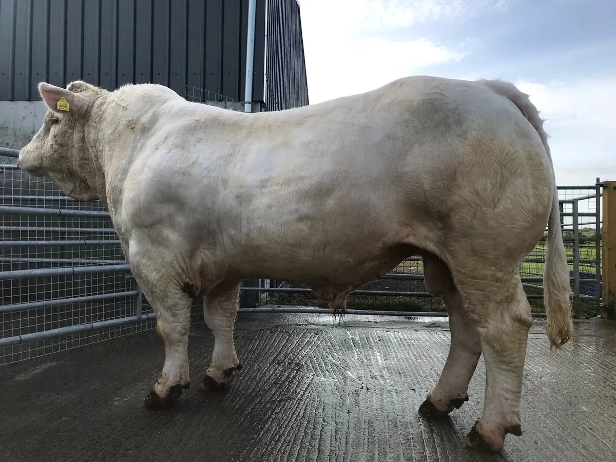 Pedigree Charolais Heifer - Image 4
