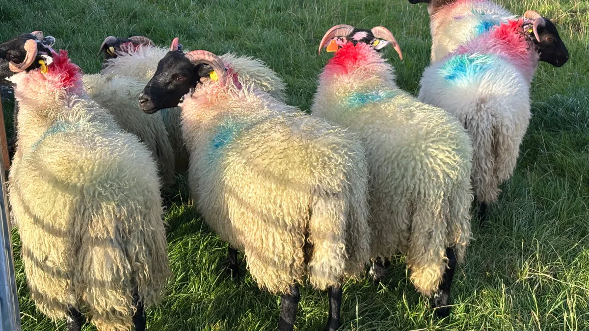 14 Super Lanark Ewe Lambs - Image 4