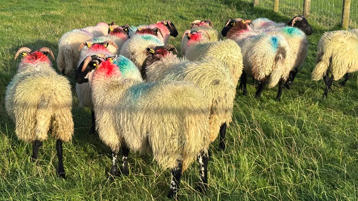 14 Super Lanark Ewe Lambs - Image 3